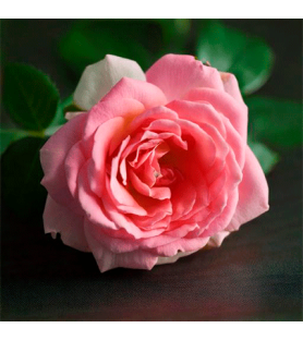 Damask Rose flavour